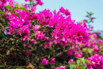 Obraz premium Pink bougainvillea flower
