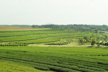 Fototapeta na wymiar Green tea plantation on mountain and cloudy sky landscape