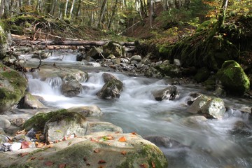 Ruisseau dans les Bauges