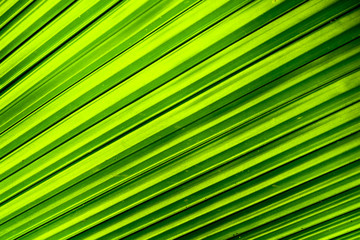 Obraz premium Close up nature Leaves Background, green leaf on blurred background in garden with copy space, fresh wallpaper concept.