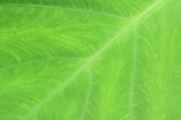 Close up nature Leaves Background, green leaf on blurred background in garden with copy space, fresh wallpaper concept.