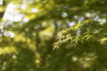 日差しを受ける葉
