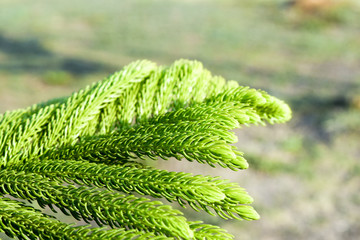 close up branch of pinetree