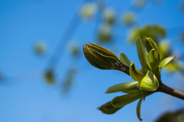blossomed bud on chestnut