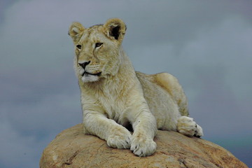 Junges Löwen Männchen auf Felsen