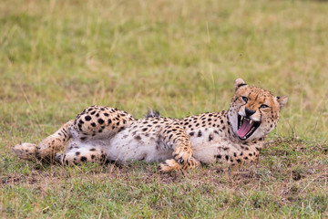 Gepard mit lachendem Gesicht liegt seitlich im Gras der Savanne