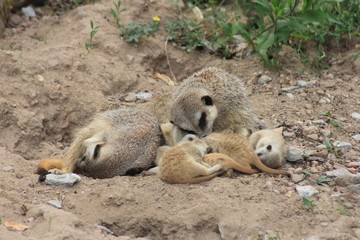 schlafende Gruppe von Erdmännchen mit Jungtieren
