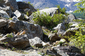 バンフ国立公園で見たリス