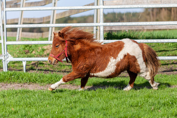 A running Shetlandpony on a green meadow