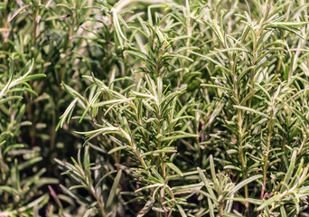 green and lush rosemary
