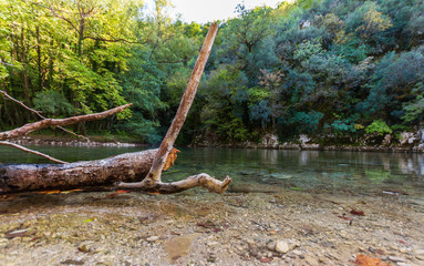 Cut tree in Voidomatis river in Zagorochoria, Greece