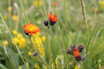 Fleurs jaunes et rouges
