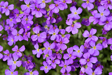 Purple blossom as first sign of spring, Germany