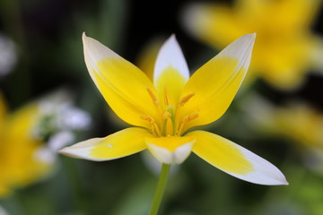 Wildtulpe in Gelb Makro
