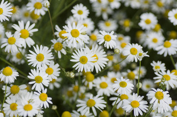 sea of chamomiles