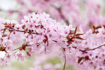 Spring cherry blossoms
