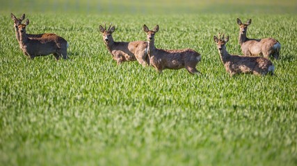group of roe deer in the field
