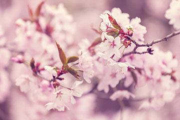 Spring cherry blossoms