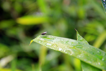 Fliege auf einem Blatt mit Regentropfen