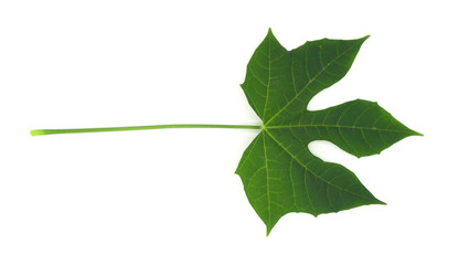 fresh organic vegetable, spinach leaves or Chaya plants isolated,on white background. from south Africa for make many food, high protein for healthy