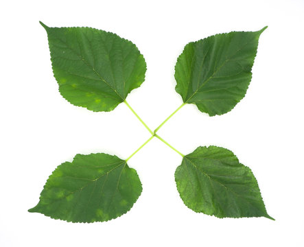 malberry green color leaves isolated on white back ground, can make tea