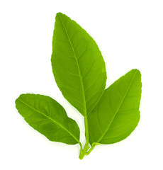 close up of fresh organic green lemon leaves isolated on white background. put forth leave-buds