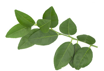 close up of fresh organic green lemon leaves, limb natural isolated on white background. put forth leave-buds