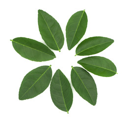 close up of fresh organic green lemon leaves isolated on white background. put forth leave-buds