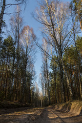 A sand forest road illuminated by the rays of the sun