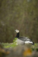 Barnacle goose