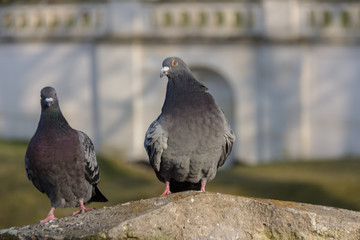 Two pigeons sitting on a fence wall