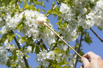 Handbestäubung - Tupfer - Kirschbaumblüte 