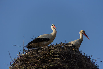  Two storks sitting in the nest against the blue sky