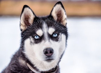 portrait of cute smart husky