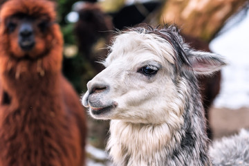 portrait of cute wite lama