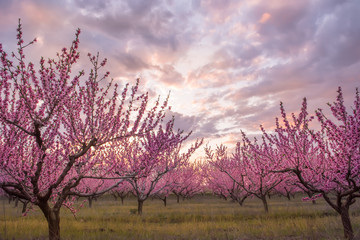 Obraz na płótnie Canvas Rows of peach blossoming trees with pink flowers and a beautiful colorful sunset sky. 