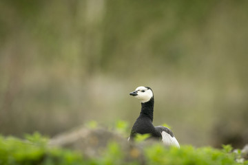 Barnacle goose