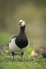 Barnacle goose