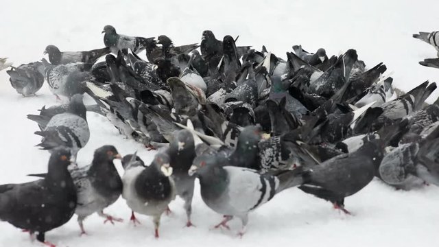 group of wild gray black hungry doves eating on white snowy sidewalk in cold winter many pigeons eat moving wings wingspan bird flying animal nature frosty season pigeon dove of peace close-up view