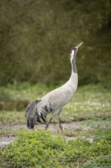 Common Crane
