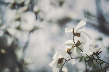 A flower of a white magnolia. 