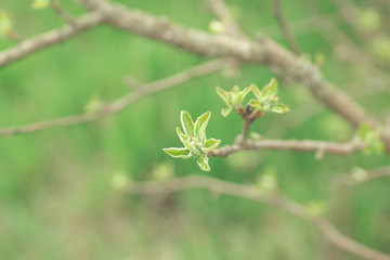leaves and buds of young pears.