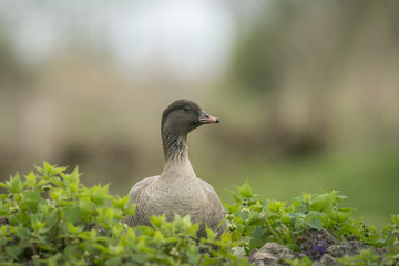 Pink footed goose
