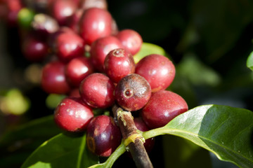 Close up of Red coffee beans on a branch of coffee tree ,Coffee plantation in Chiang rai, Thailand