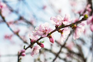 A blossoming tree is a peach. Flowering tree.