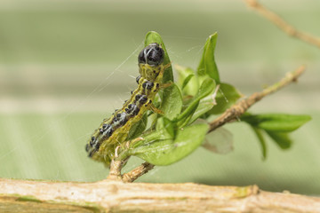 Raupe des Buchsbaumzünslers Cydalima perspectalis spinnt Kokon