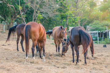 In the evening, the horses are resting after being trained in a riding school.