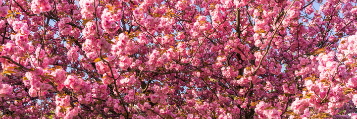 Cherry blossoms panorama