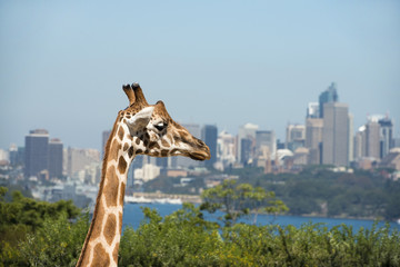 giraffe at Taronga zoo, Sydney, Australia