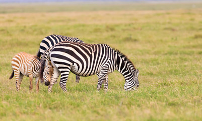Fototapeta na wymiar Familie Zebra grast in der Savanne in Kenia